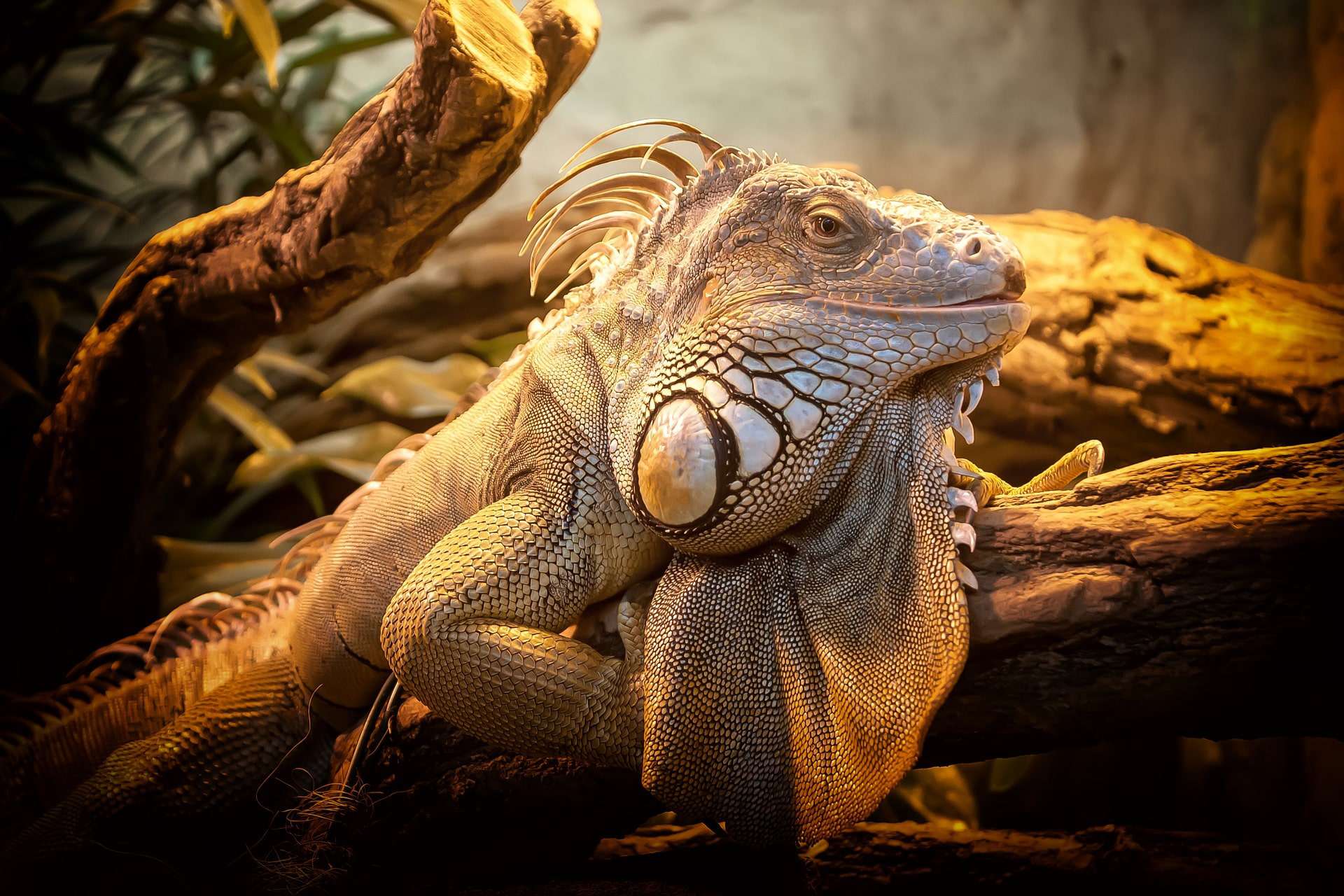 Aquarium Depot – For all your aquatic and reptile needs!